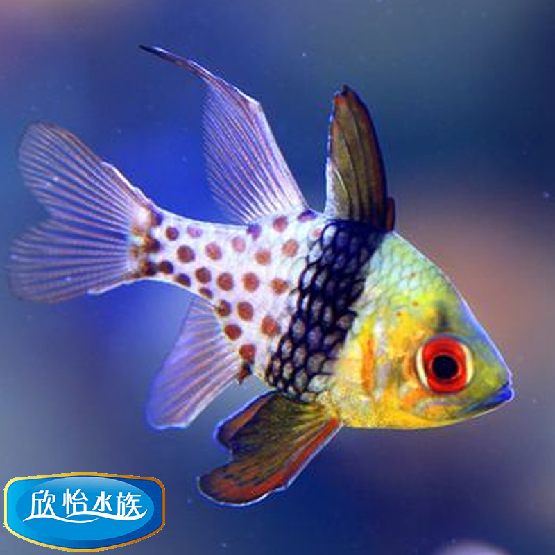 特价大眼鱼活体_热卖活体海水鱼 泗水玫瑰 巴黎天使 红眼玫瑰 大眼