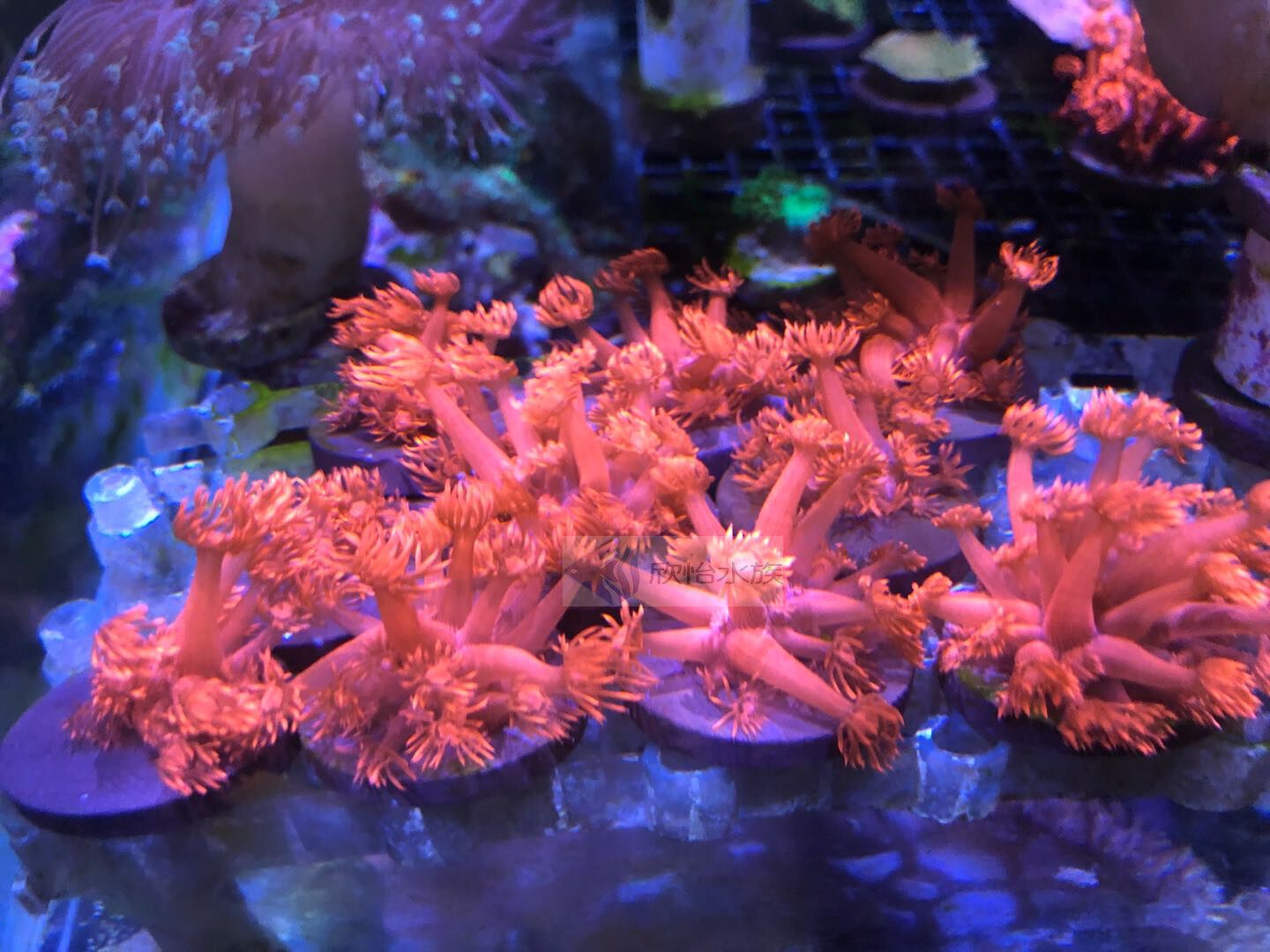 红单包 活体_红单苞珊瑚活体 lps软体珊瑚 红单包 宝石花 圆帽 海水鱼