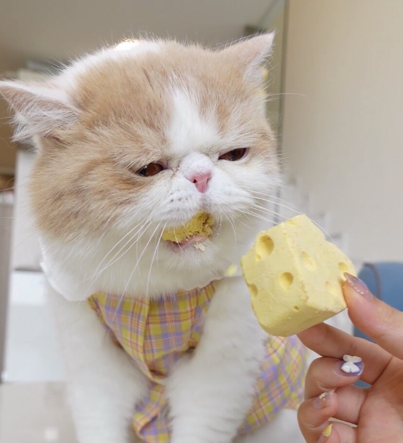 怀特喵先生冻干狗狗杰瑞增肥芝士