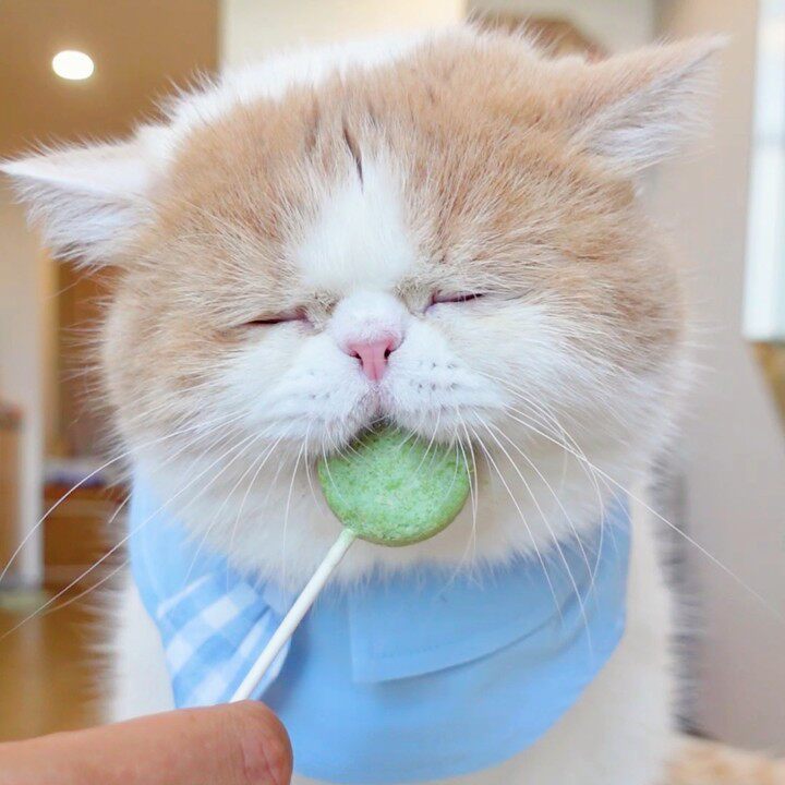 【怀特喵】朗诺冻干猫咪零食营养鸡肉多口味棒棒糖高蛋白磨牙棒