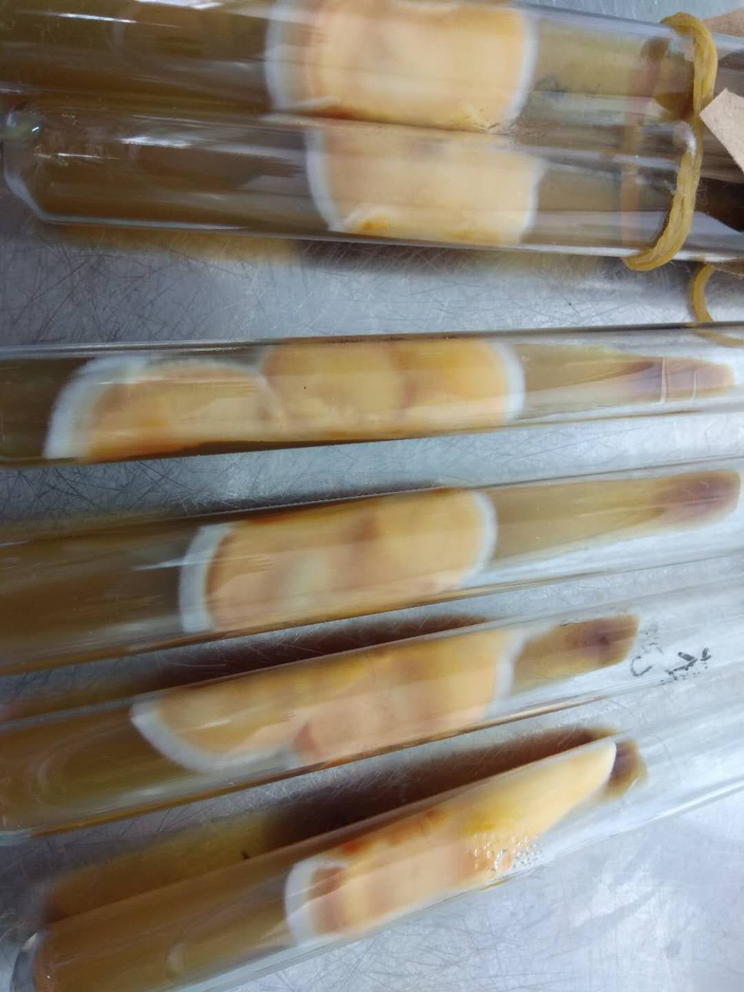 圣春牌 虫草花蛹虫草菌种/北虫草生产种 厂家单管发货 保质90天|ruв категории традиционные питательный пища, новые ресурсы, продовольствие, кордицепс - от Buy2taobao.com для оказания профессиональной услуги покупки агента Taobao