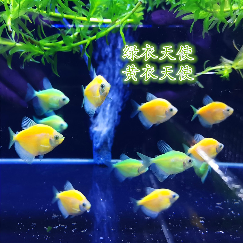 新品荧光绿衣天使鱼荧光黄衣天使鱼天使拉拉鱼彩群鱼观赏鱼小型鱼