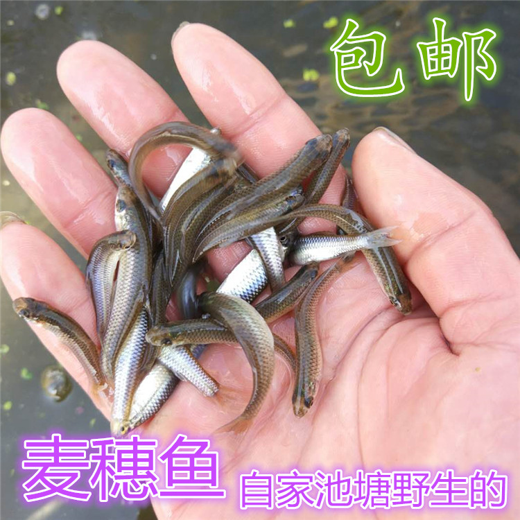 饲料鱼活体小鱼龙鱼淡水饲料苗活体乌龟虎鱼观赏大肚食蚊鱼麦穗鱼|ruв категории животное/Животное питание и принадлежностей, аквариум мира, рыба - от Buy2taobao.com для оказания профессиональной услуги покупки агента Taobao