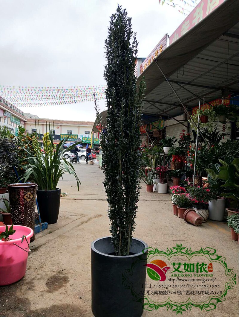 艾如侬花卉 直立冬青"朝天笔" ilex sky pencil 80-100精品盆栽