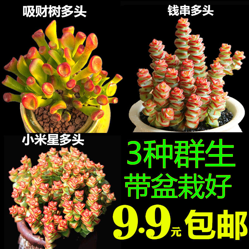 精品多肉植物群生组合带盆栽好桃蛋玉露熊童子红宝石钱串绿植花卉