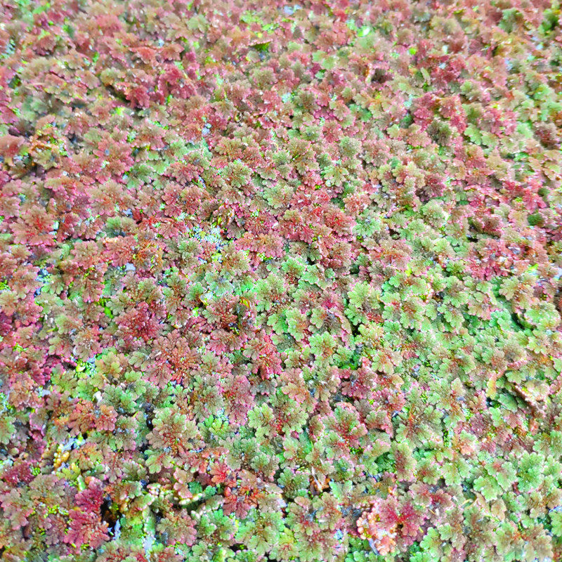 满江红珊瑚萍鱼缸造景浮藻淡水草缸养虾浮萍微景观池塘净化吸氨氮