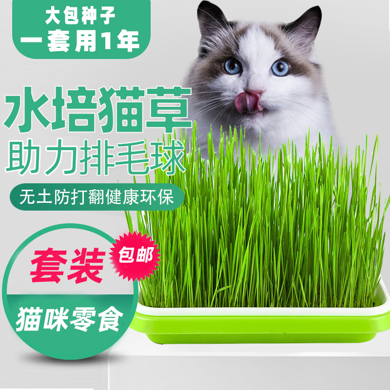 猫草水培猫薄荷草盆栽种籽无土壤种植