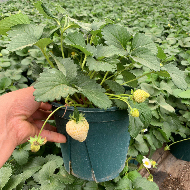 草莓苗带花带果