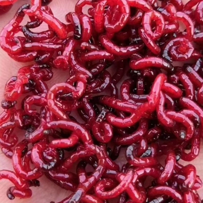 红虫活饵母虫-特价促销-优惠券领取-价格|多少钱|什么牌子好-35优惠券