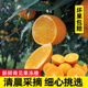 青见果冻橙5-9斤新鲜橙子当季水果四川柑橘整箱大桔子官方旗舰店