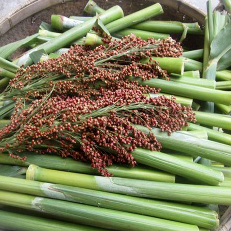 甜高粱种子芦栗北方甘蔗种子老品种农家棵棵甜甜杆甜棒四季播