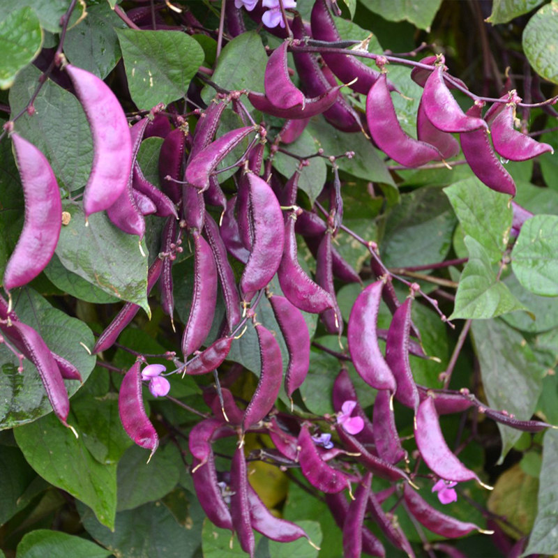 山研种业[山东丰沛农业]的优惠券大全—紫扁豆种子紫眉豆蔬菜种籽盆栽