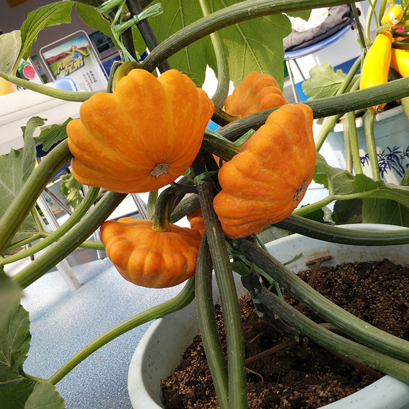 山研种业[山东丰沛农业]的优惠券大全—观赏食用型飞碟瓜种子 太空黄