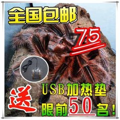 【特价包邮】智利火玫瑰 母7-8cm 宠物蜘蛛活体 捕鸟蛛 送套装