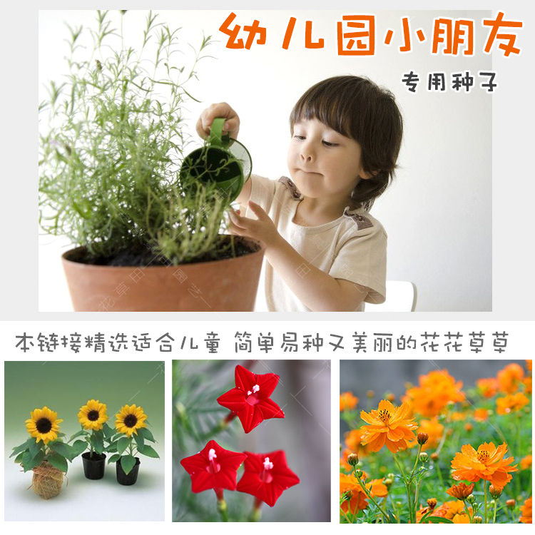 幼儿园种子儿童种植观察凤仙花向日葵种孑易种盆栽番茄花种子diy