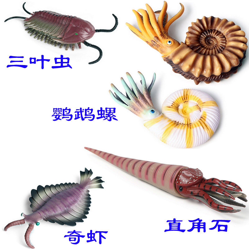 硬塑料鹦鹉螺玩具仿真模型海洋化石直角石三叶虫奇虾儿童认知摆件