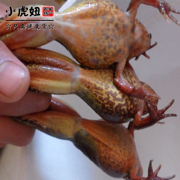 长白山吉林母活林蛙雪蛤东北蛤蟆油母活体公狗子母豹子节日送礼