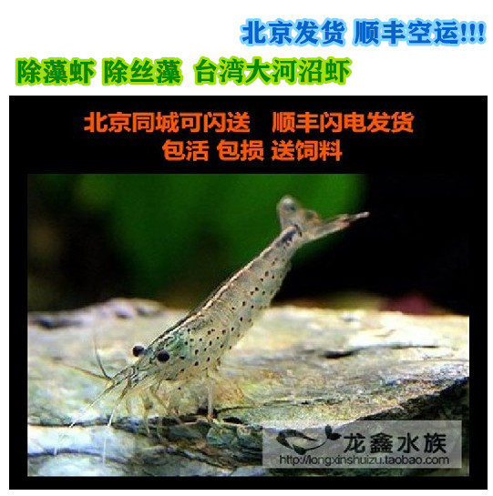 大和藻虾大河藻虾大河沼虾雪球红琉璃宝石蓝金背水晶虾观赏虾丝藻在类目 宠物/宠物食品及用品, 水族世界, 虾中 - 来自Buy2taobao.com提供专业的淘宝代购服务