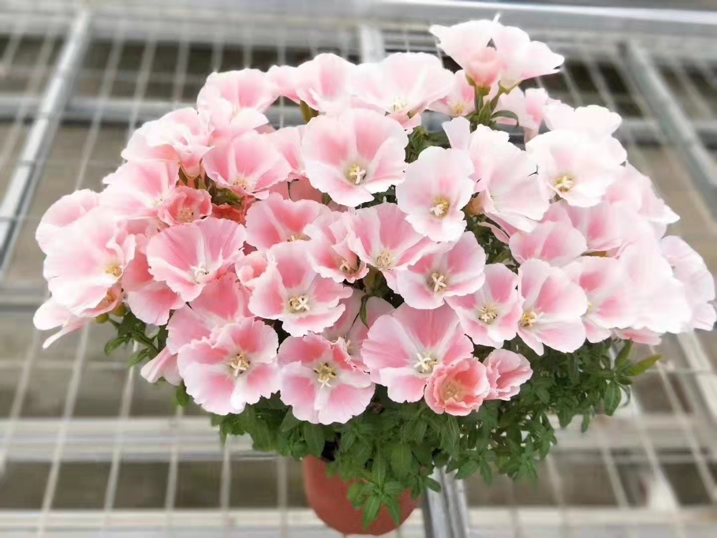 古代稀花苗阳台花卉庭院植物四季开花多年生耐寒观花盆栽72穴苗