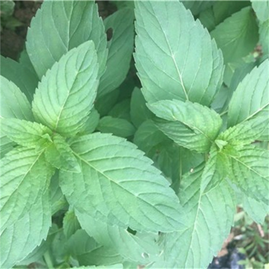 可食用净化空气苗阳台绿植盆栽天然野生薄荷四季常青植物盆景包邮