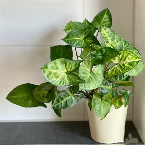 水培土种合果芋四季常绿色植物盆景白蝴蝶净化空气室内绿精灵喜阴