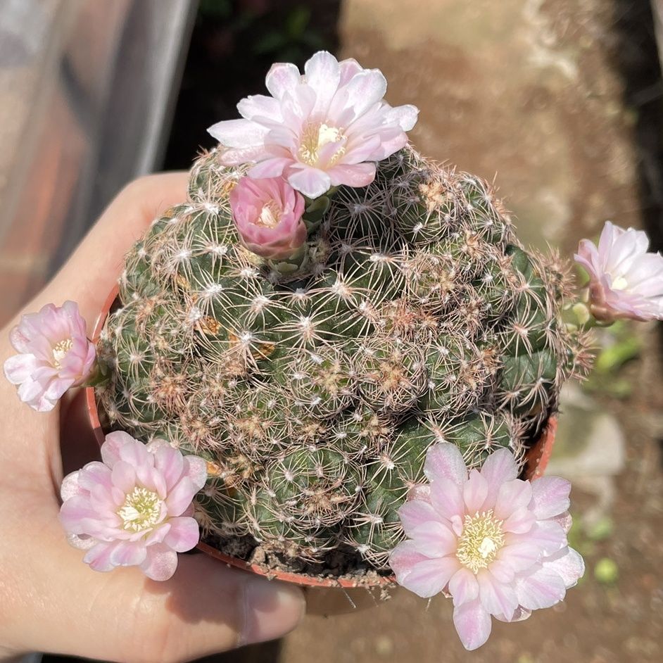 樱花罗星丸仙人球 多头小群生 落地球 满18元包邮非偏远地区