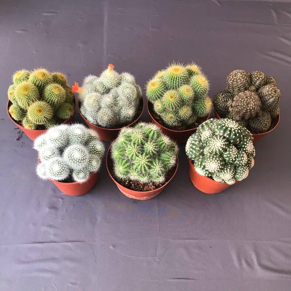 【特价】仙人球多头群生黑蝎子眩美玉松露缀紫丽丸包邮非偏远地区