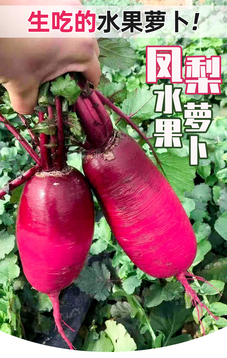 刘哥新鲜现挖红心紫美人甜脆多汁凤梨萝卜当季生吃蔬菜紫水果罗卜