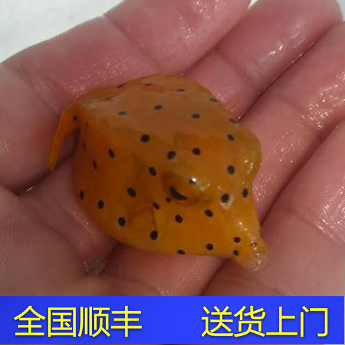黄木瓜牛角黑金木瓜海水鱼观赏鱼小丑鱼活体珊瑚