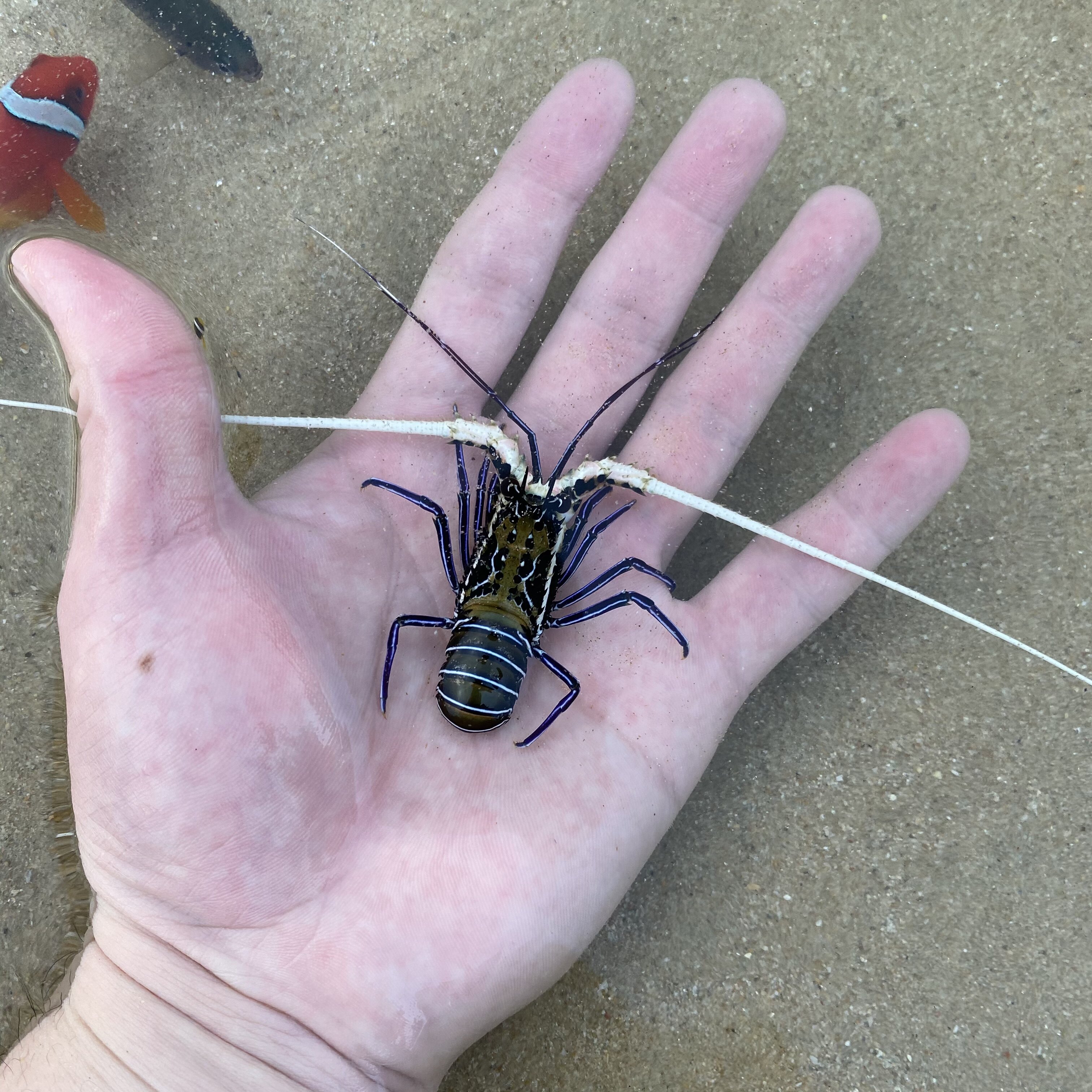 白须蓝龙虾海水鱼观赏鱼小丑鱼活体珊瑚