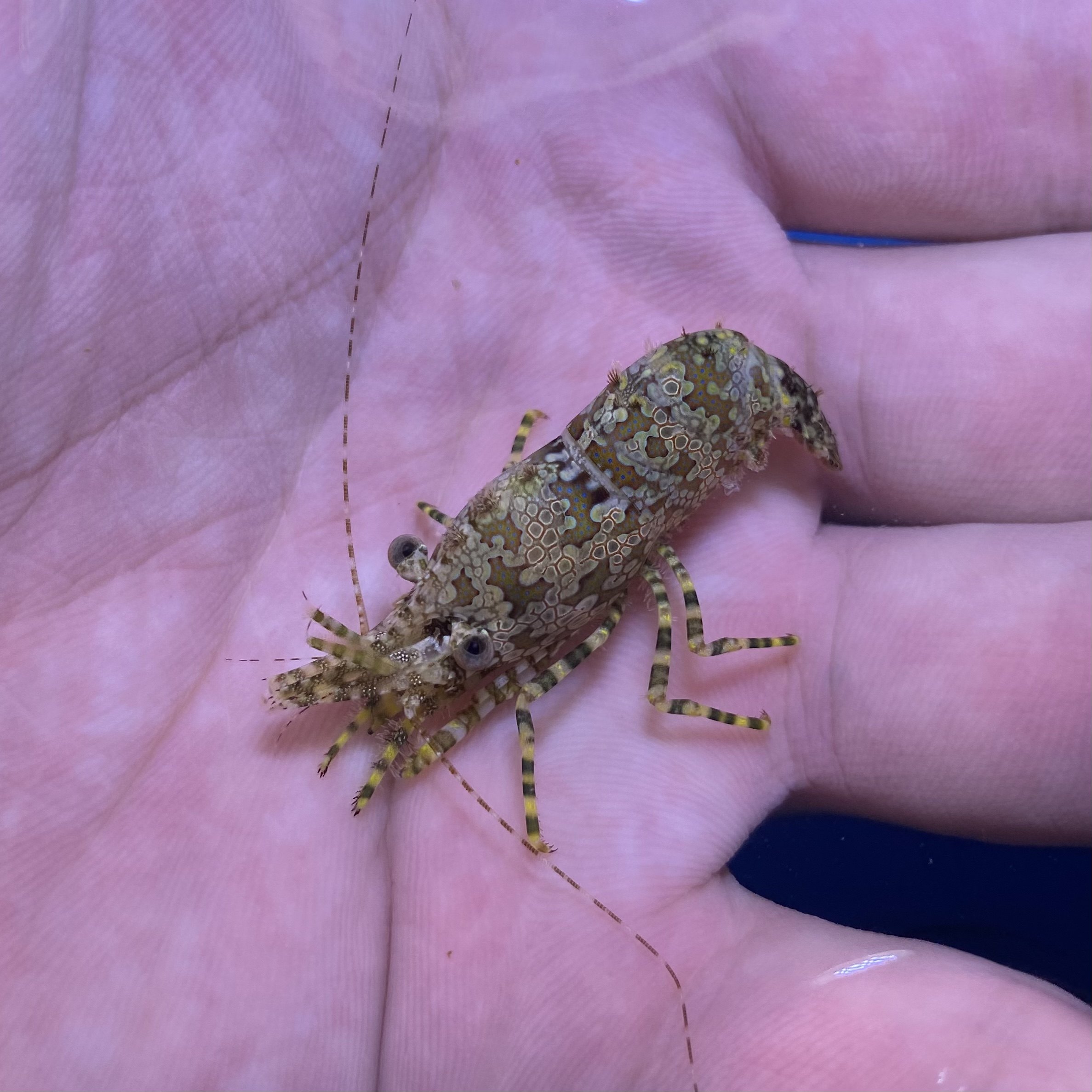 绵羊虾品牌排名前10位