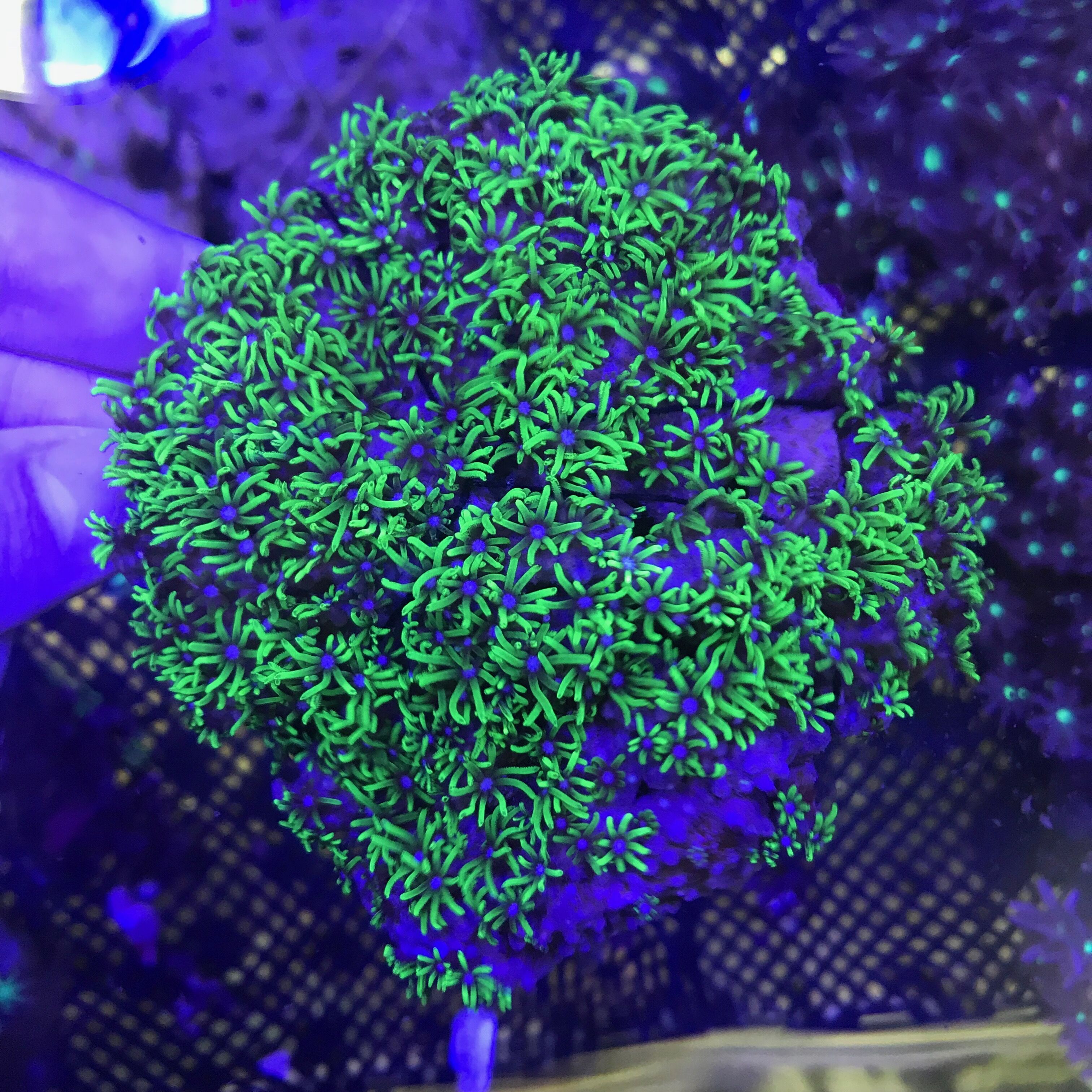 日本草皮珊瑚 紫皮草皮 荧光绿草皮 海水鱼观赏鱼活体小丑鱼