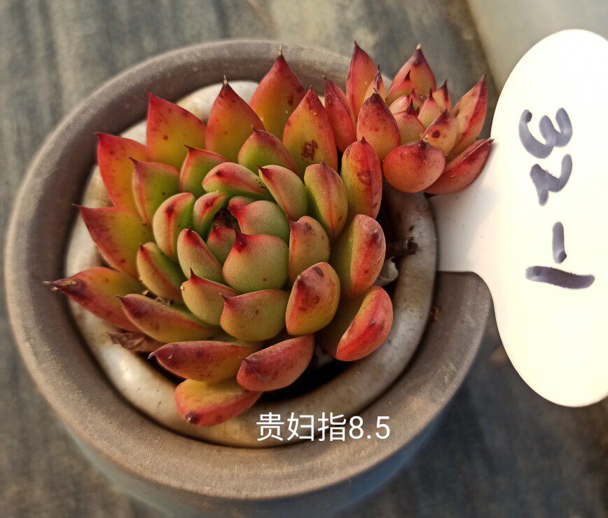 限时特价多肉植物一物一拍组合贵妇指香槟丝绸面纱橘子冰奶酪杂交