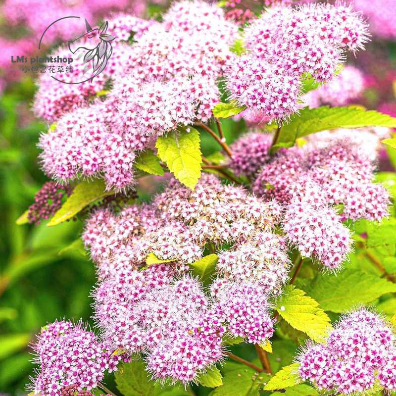 溲疏雪樱花/草莓田/雪绒花 盆栽植物苗阳台露台耐寒耐晒