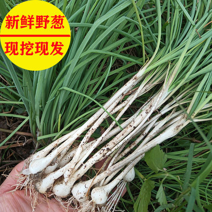 现挖现发野葱野生小蒜野小根蒜山蒜野蒜苦蒜胡葱农家新鲜蔬菜野菜