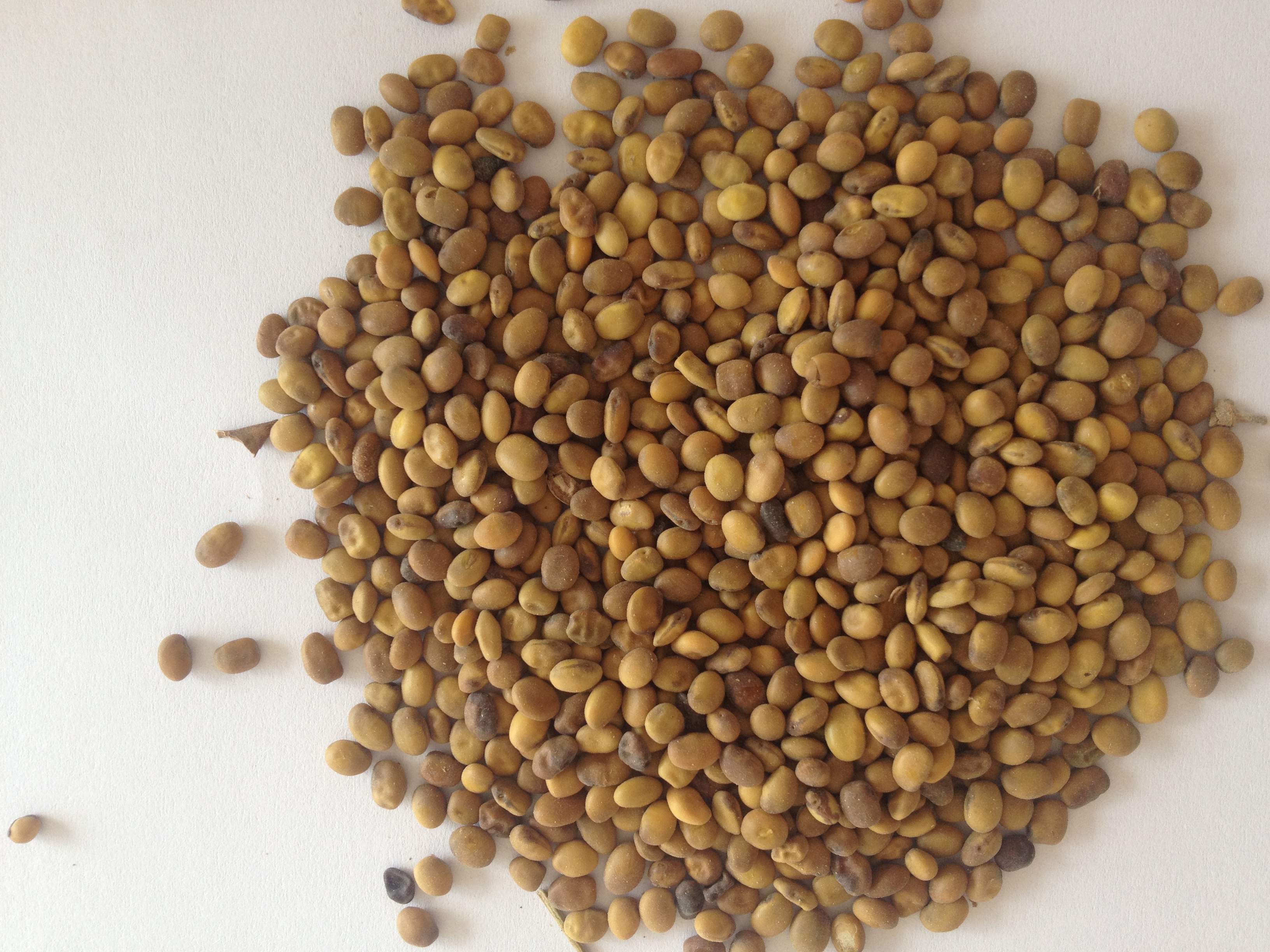 新疆特产 野生药材 苦豆子 500克