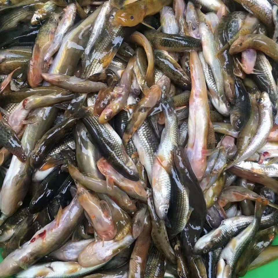 江西新鲜杂鱼水产冰鲜小鱼仔淡水去肚鱼马口鱼桃花鱼溪哥冷冻鲜活