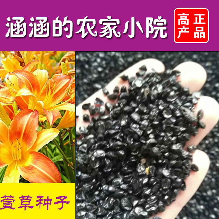 黄花萱草种子 红宝石金娃娃食用萱草花大花萱草种子庭院观花耐阴
