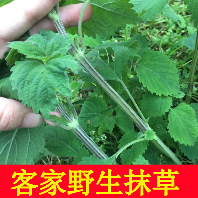 客家野生抹草防风草落马衣假紫苏马衣叶四方茎臭草稀签草排去风草