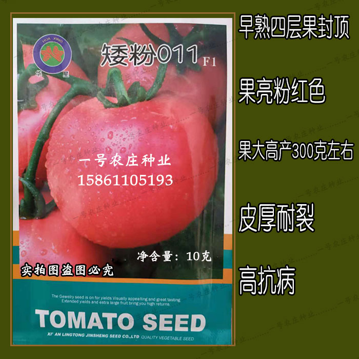 矮杆粉西红柿种籽大果300g早熟四
