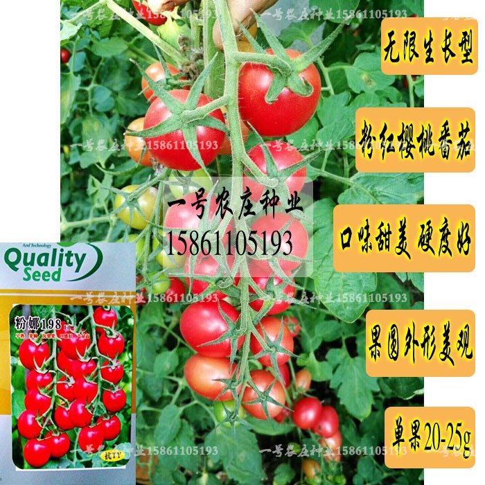 台湾粉玉女圣女果种子小樱桃番茄种籽
