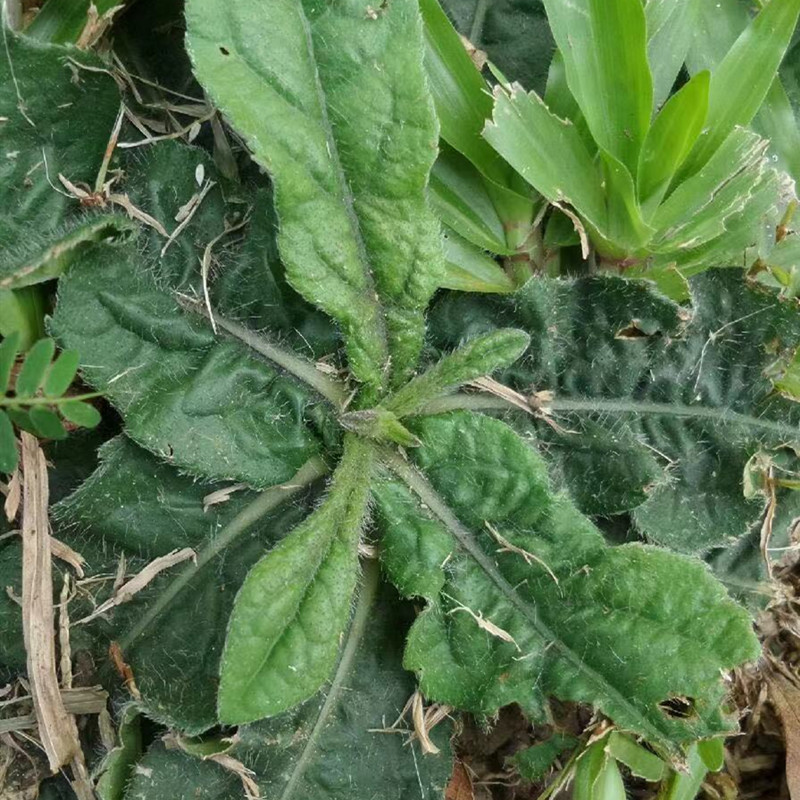 地胆草新鲜现采红花苦胆草煲汤坐地娘地胆头苗500g包邮野生地斩头