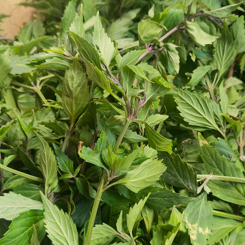 新鲜猫须草正品肾茶猫须公正品中药材野外500g包邮现采有售新干品