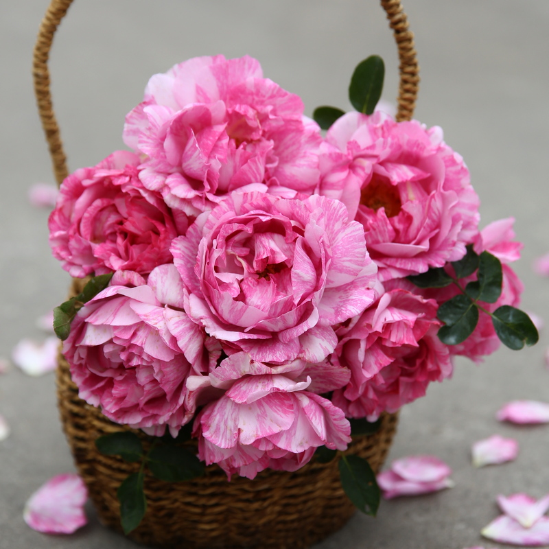 伊芙飞溅新品欧月藤本月季花苗系列胭脂香切花月季玫瑰苗盆栽勤花