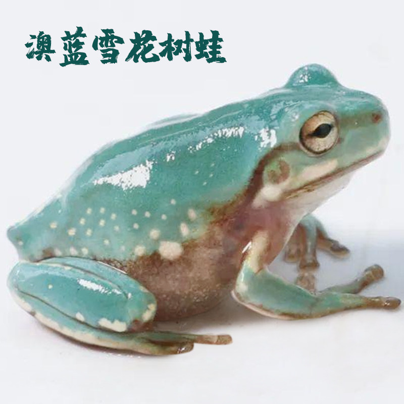 澳洲进口雪花姥爷蛙树蛙活体小宠物包邮包活随机发货全品树蛙保障
