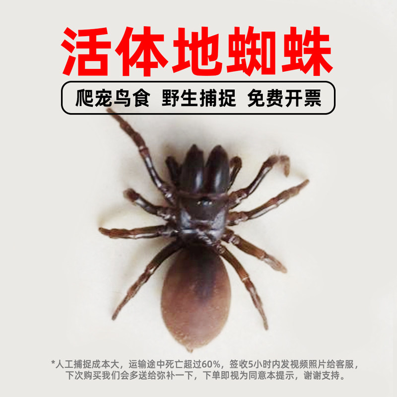 斑络新妇_络新妇百科图片_饲养繁殖_雌雄鉴别_sbike