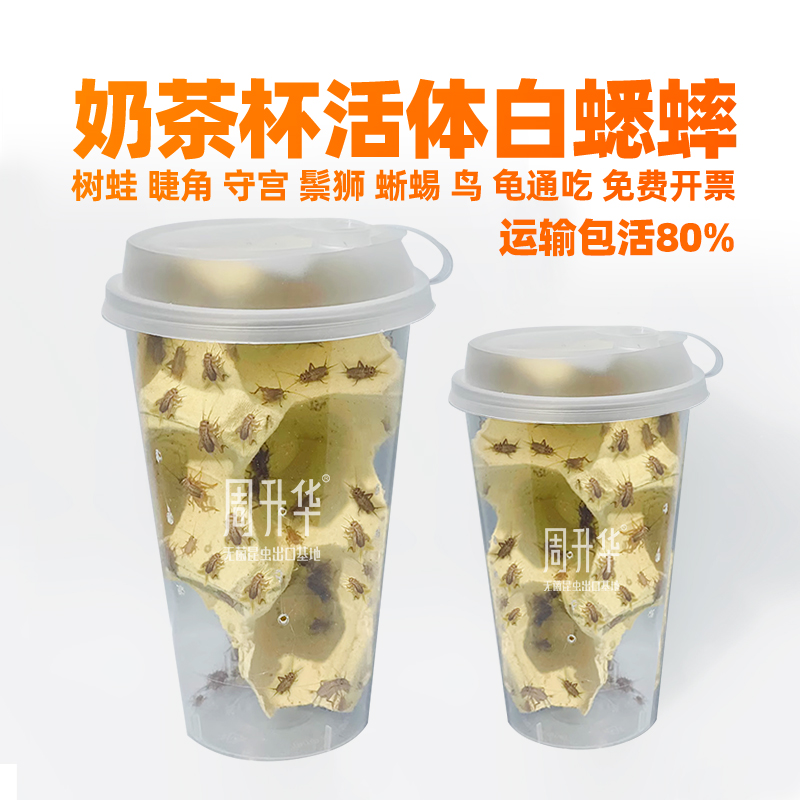 无菌白蟋蟀活物食用白蛐蛐奶茶杯针头大小蟋蟀睫角守宫蛙专用饲料