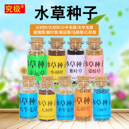 水草种子鱼缸前景草牛毛草大小对叶迷你矮爱情草紫叶草幸运水草籽