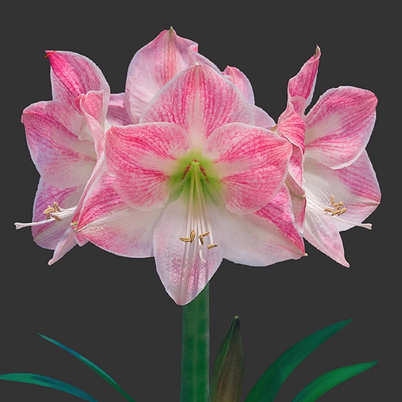 【现货】樱花朱顶红进口单瓣种球带花苞安吉拉多年生高端大球盆栽