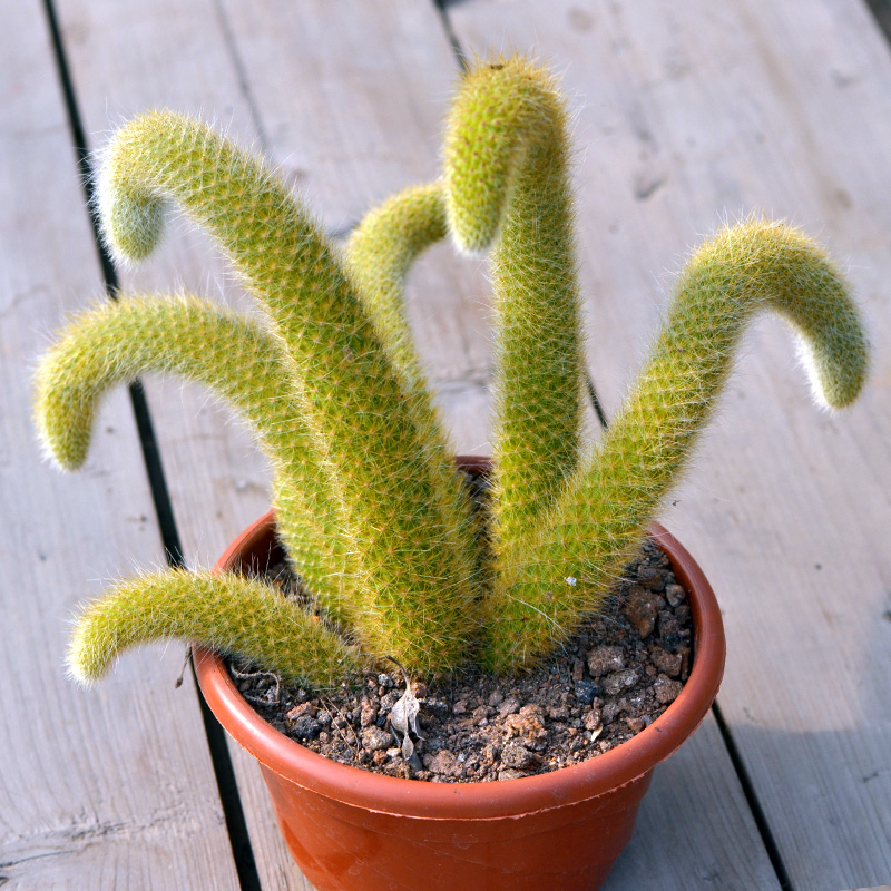 猴尾柱仙人掌盆栽长毛奇趣植物垂吊植物软毛猴尾巴开花九尾狐多肉